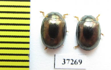 Chrysomelidae sp.  South Africa Rep. - INSECTS-STORE.RU