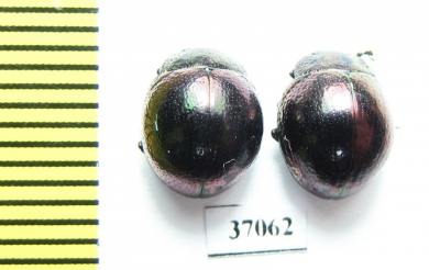Chrysomelidae sp.  South Africa Rep. - INSECTS-STORE.RU