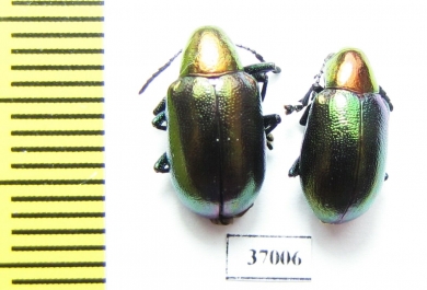 Chrysomelidae sp.  South Africa Rep. - INSECTS-STORE.RU