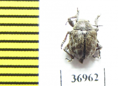Chrysomelidae sp.  South Africa Rep. - INSECTS-STORE.RU