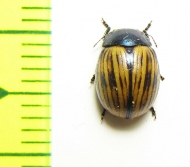 Chrysomelidae sp.  South Africa Rep. - INSECTS-STORE.RU
