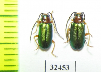 Chrysomelidae sp.  South Africa Rep. - INSECTS-STORE.RU