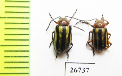 Chrysomelidae sp.  South Africa Rep. - INSECTS-STORE.RU