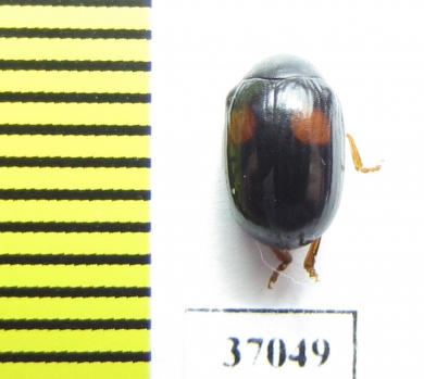 Chrysomelidae sp.  South Africa Rep. - INSECTS-STORE.RU