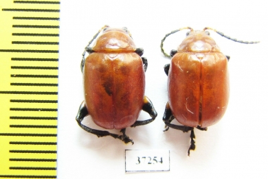 Chrysomelidae sp.  South Africa Rep. - INSECTS-STORE.RU