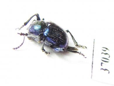 Chrysomelidae sp.  South Africa Rep. - INSECTS-STORE.RU