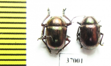 Chrysomelidae sp.  South Africa Rep. - INSECTS-STORE.RU
