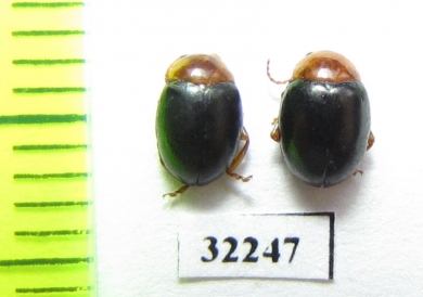 Chrysomelidae sp.  South Africa Rep. - INSECTS-STORE.RU