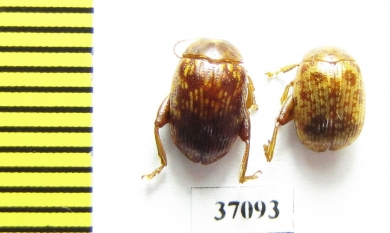 Chrysomelidae sp.  South Africa Rep. - INSECTS-STORE.RU