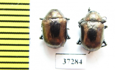 Chrysomelidae sp.  South Africa Rep. - INSECTS-STORE.RU