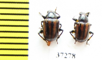 Chrysomelidae sp.  South Africa Rep. - INSECTS-STORE.RU