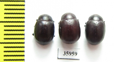 Chrysomelidae sp.  Tanzania - INSECTS-STORE.RU