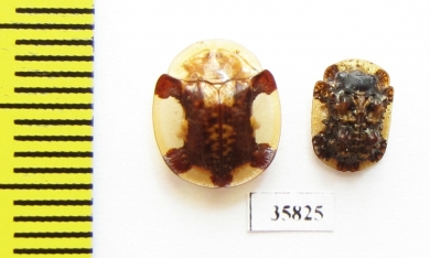 Chrysomelidae sp.  Tanzania - INSECTS-STORE.RU