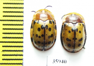 Chrysomelidae sp.  Tanzania - INSECTS-STORE.RU