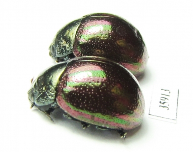 Chrysomelidae sp.  Tanzania - INSECTS-STORE.RU
