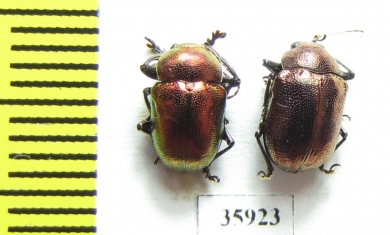 Chrysomelidae sp.  Tanzania - INSECTS-STORE.RU