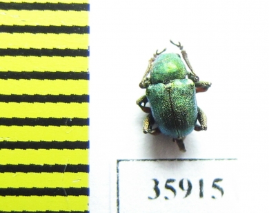 Chrysomelidae sp.  Tanzania - INSECTS-STORE.RU