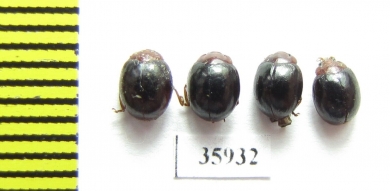 Chrysomelidae sp.  Tanzania - INSECTS-STORE.RU