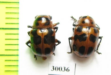 Chrysomelidae sp.  Namibia - INSECTS-STORE.RU