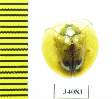Chrysomelidae sp.  Ecuador - INSECTS-STORE.RU