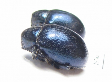 Chrysomelidae sp.  Laos - INSECTS-STORE.RU
