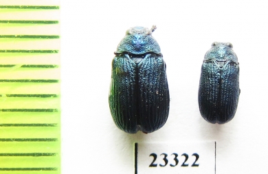 Chrysomelidae sp.  Laos - INSECTS-STORE.RU