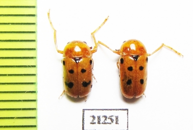 Chrysomelidae sp.  Uzbekistan - INSECTS-STORE.RU