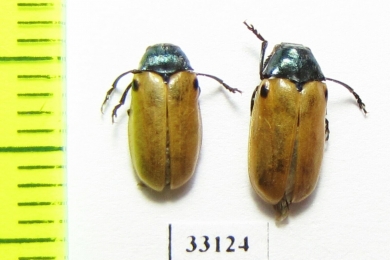 Labidostomis stenostoma  Tajikistan - INSECTS-STORE.RU