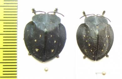 Chrysomelidae sp.  Peru - INSECTS-STORE.RU