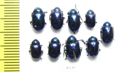 Chrysochus sp. Russia, Voronezh reg. - INSECTS-STORE.RU