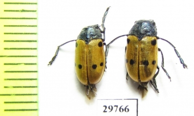 Chrysomelidae sp.  Tunis - INSECTS-STORE.RU