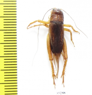 Orthoptera sp.  Panama - INSECTS-STORE.RU
