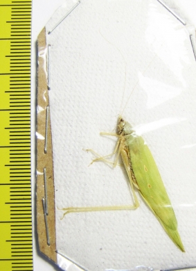 Orthoptera sp.  Peru - INSECTS-STORE.RU
