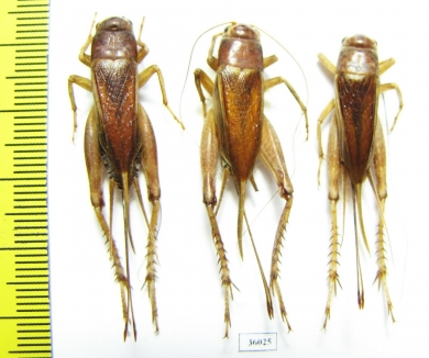 Orthoptera sp.  Thailand - INSECTS-STORE.RU