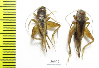 Orthoptera sp.  Thailand - INSECTS-STORE.RU