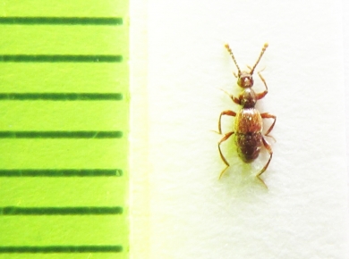 Batrisodes circassicus  Russia, Krasnodar reg. - INSECTS-STORE.RU