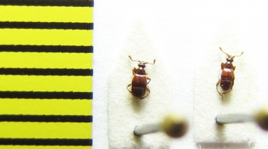 Brachygluta foveola  Russia, Crimea reg. - INSECTS-STORE.RU
