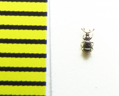 Bryaxis bulbifer  Belorussia - INSECTS-STORE.RU
