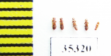 Euplectus sp.  Russia, Tver reg. - INSECTS-STORE.RU