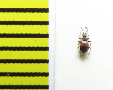 Fagniezia impressa  Belorussia - INSECTS-STORE.RU