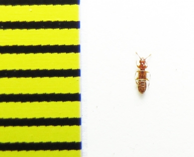 Plectophloeus nitidus  Belorussia - INSECTS-STORE.RU