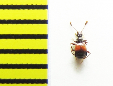 Rybaxis longicornis  Belorussia - INSECTS-STORE.RU
