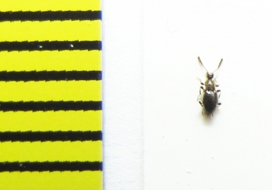 Euconnus fimetarius  Belorussia - INSECTS-STORE.RU
