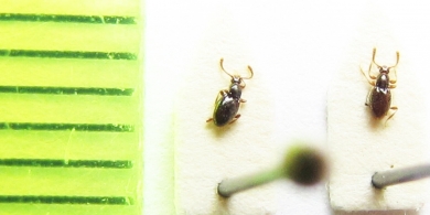 Neuraphes elongatulus  Belorussia - INSECTS-STORE.RU