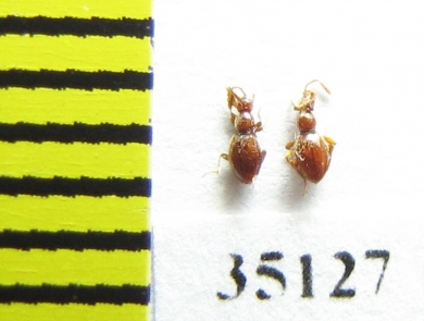 Scydmaenus hellwigi, pair  Russia, Tver reg. (myrmecophilous) - INSECTS-STORE.RU