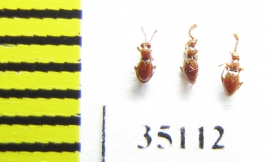 Scydmaenus hellwigi, pair  Russia, Tver reg. (myrmecophilous) - INSECTS-STORE.RU