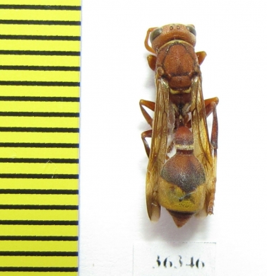 Hymenoptera sp.  India - INSECTS-STORE.RU