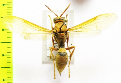 Hymenoptera sp.  Indonesia, Buru isl. - INSECTS-STORE.RU