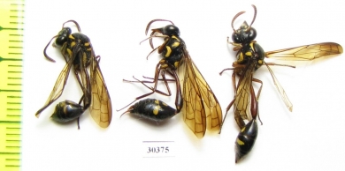 Hymenoptera sp.  Indonesia, Sulawesi - INSECTS-STORE.RU