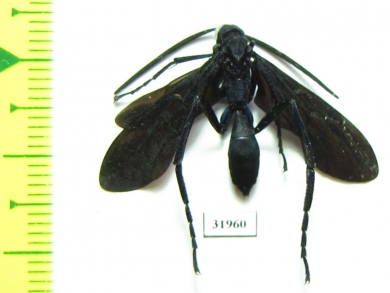 Hymenoptera sp.  Peru - INSECTS-STORE.RU